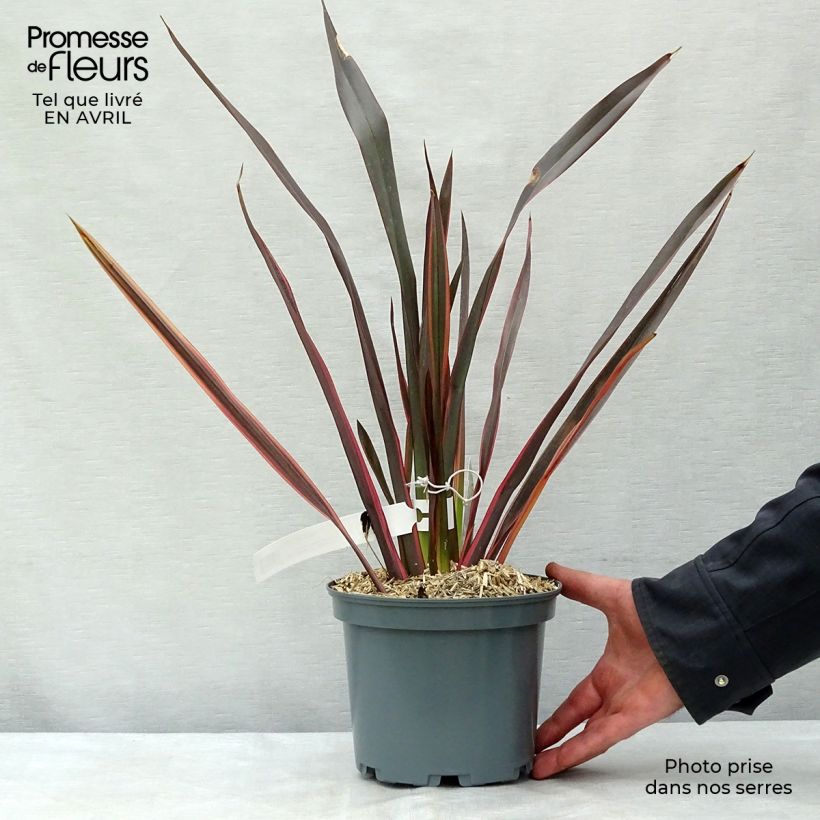 Phormium tenax Sundowner - New Zealand Flax 2L/3L pot sample as delivered in spring