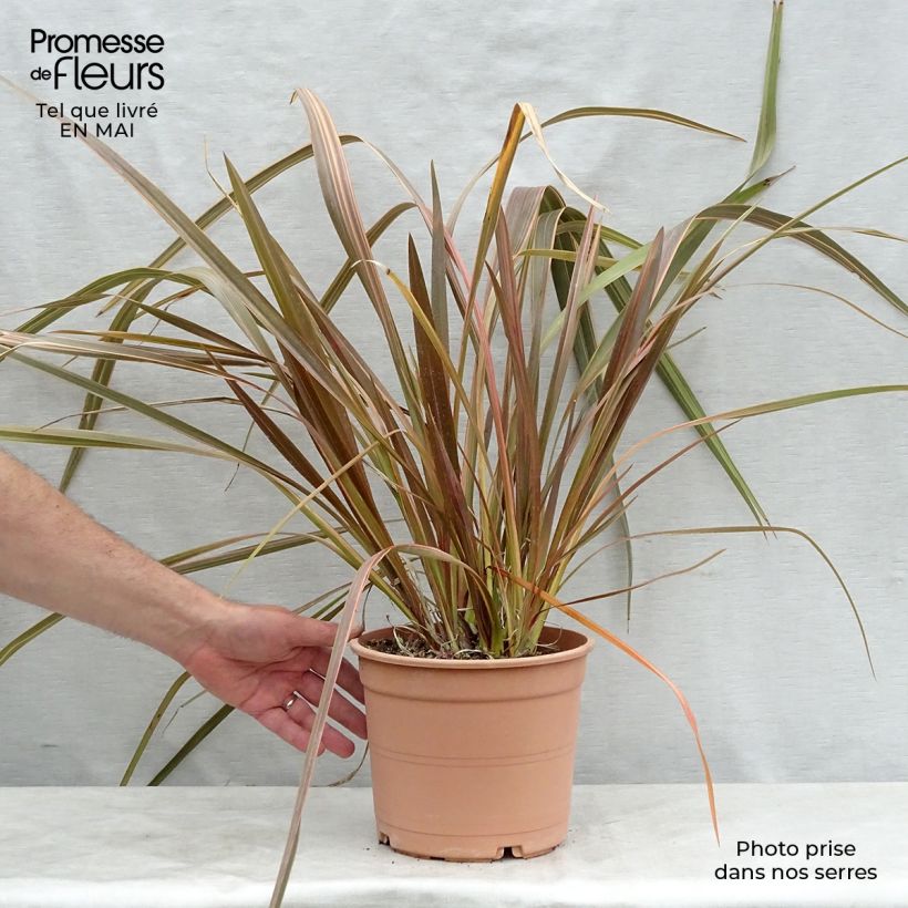 Phormium tenax Sundowner - New Zealand Flax 4L/5L pot sample as delivered in spring