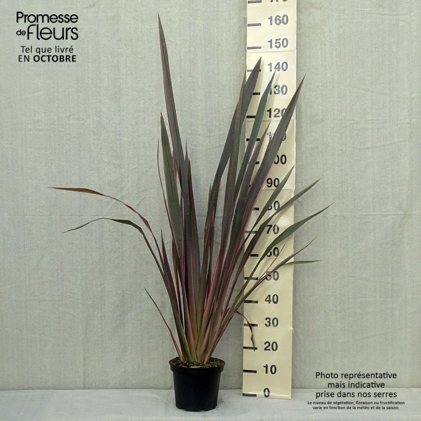 Phormium tenax Sundowner - New Zealand Flax 4L/5L pot sample as delivered in autumn