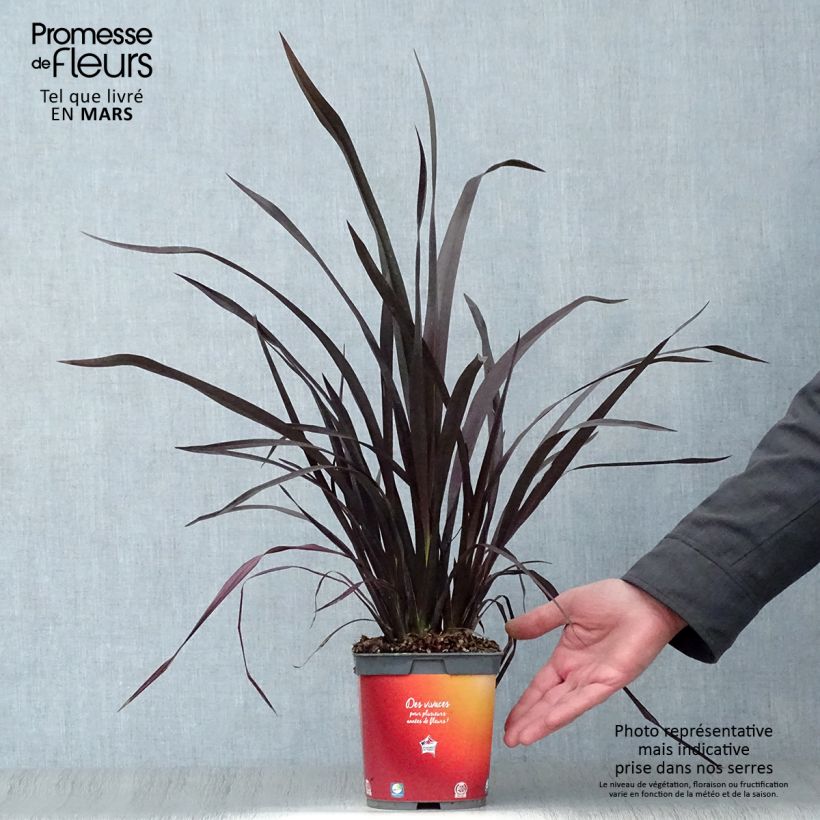 Phormium cookianum Black adder 2L/3L pot sample as delivered in spring