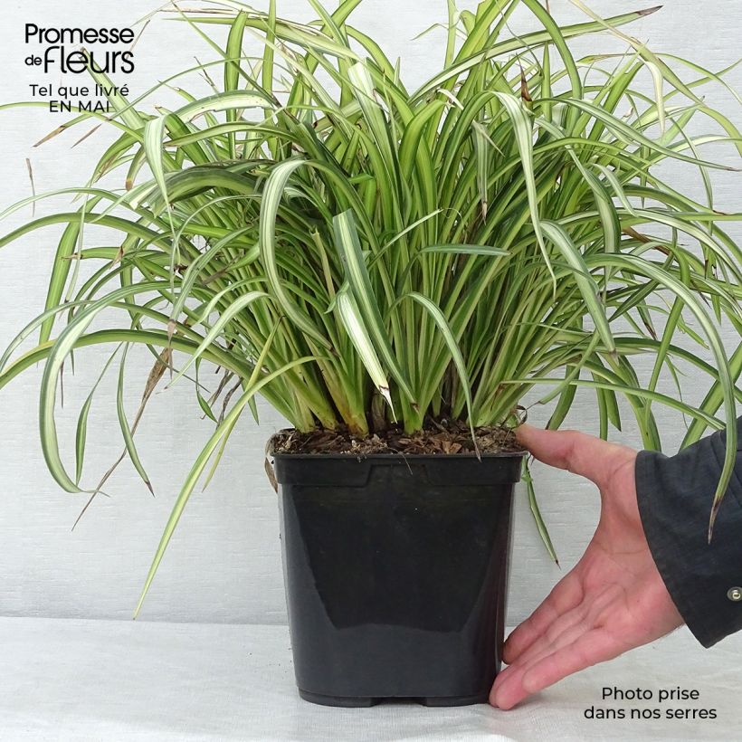 Phormium cookianum Blondie 4L/5L pot sample as delivered in spring