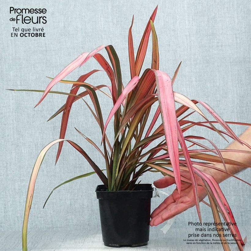 Phormium cookianum Maori Maiden 3L/4L pot sample as delivered in autumn