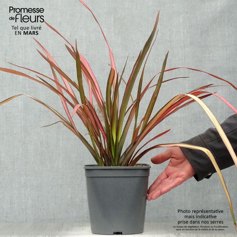 Phormium cookianum Maori Maiden 3L/4L pot sample as delivered in spring