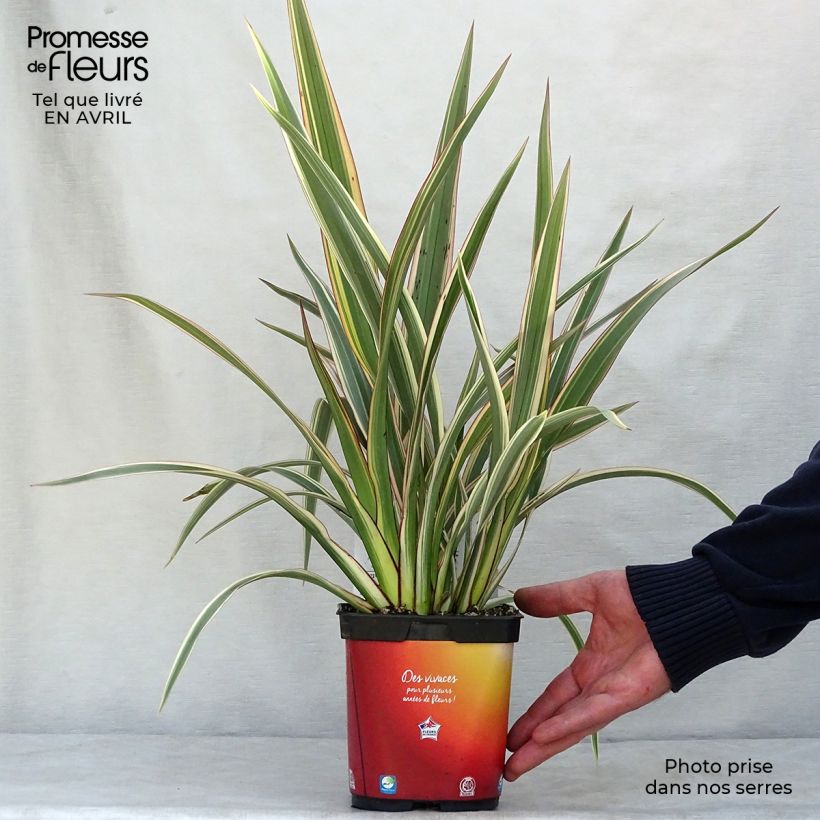 Phormium cookianum subsp. hookeri Tricolor 1.5L/2L pot sample as delivered in spring