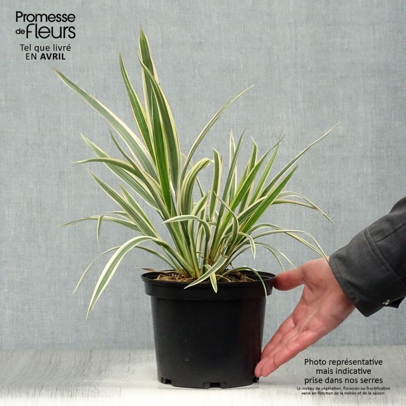 Phormium cookianum subsp. hookeri Tricolor 3L/4L pot sample as delivered in spring