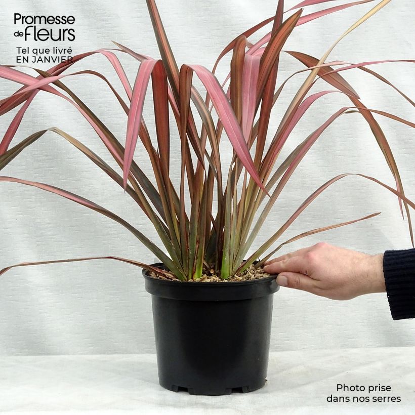 Phormium tenax Evening Glow - New Zealand Flax 4L/5L pot sample as delivered in winter