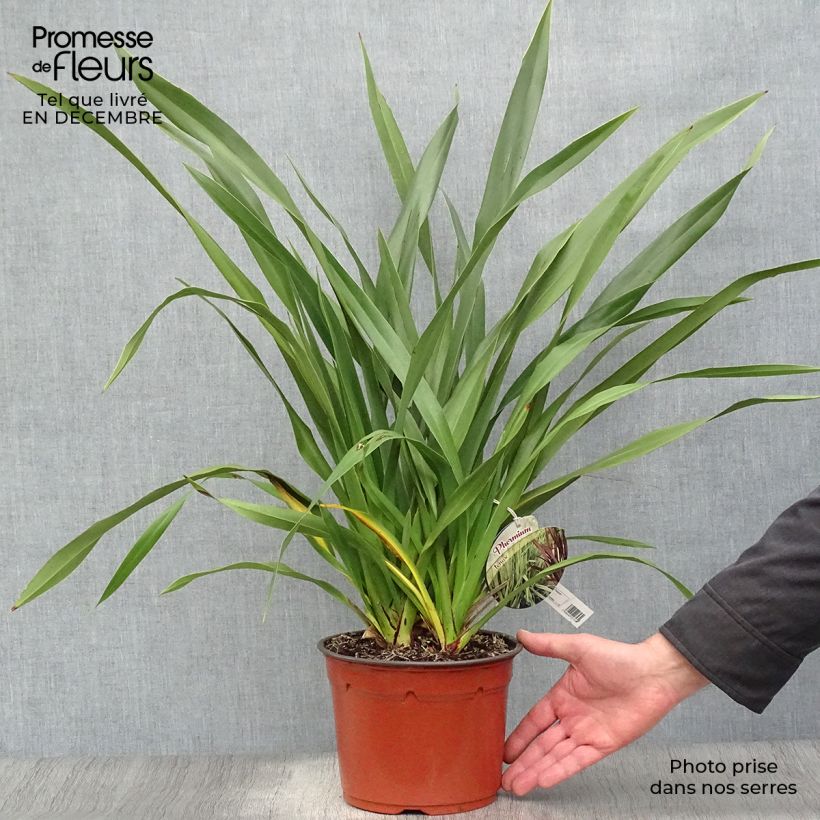 Phormium tenax - New Zealand Flax 2L/3L pot sample as delivered in winter