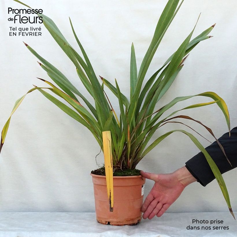 Phormium tenax - New Zealand Flax 4L/5L pot sample as delivered in winter