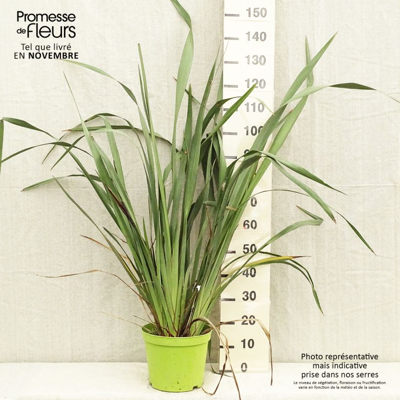 Phormium tenax - New Zealand Flax 7.5L/10L pot sample as delivered in autumn