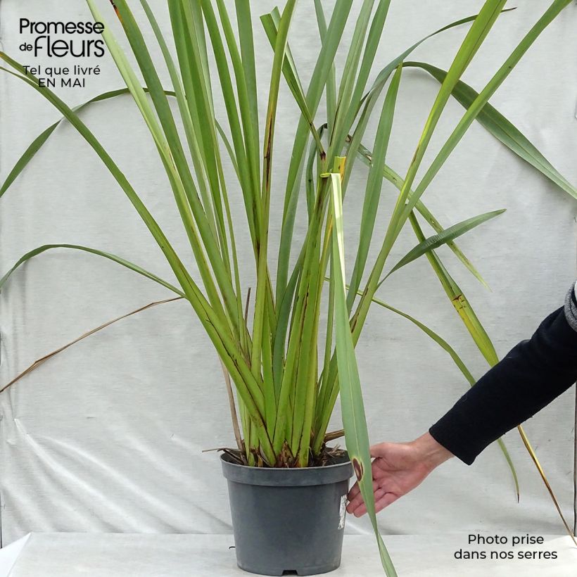 Phormium tenax - New Zealand Flax 7.5L/10L pot sample as delivered in spring