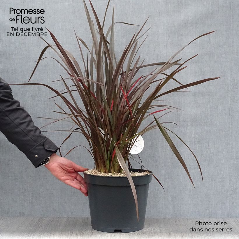 Phormium tenax Purpureum - New Zealand Flax 7.5L/10L pot sample as delivered in winter