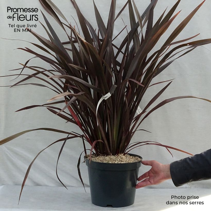 Phormium tenax Purpureum - New Zealand Flax 7.5L/10L pot sample as delivered in spring