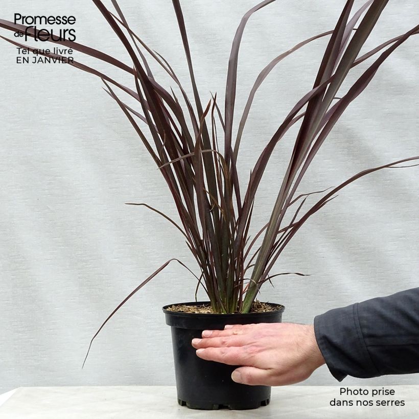 Phormium tenax Purpureum - New Zealand Flax 2L/3L pot sample as delivered in winter