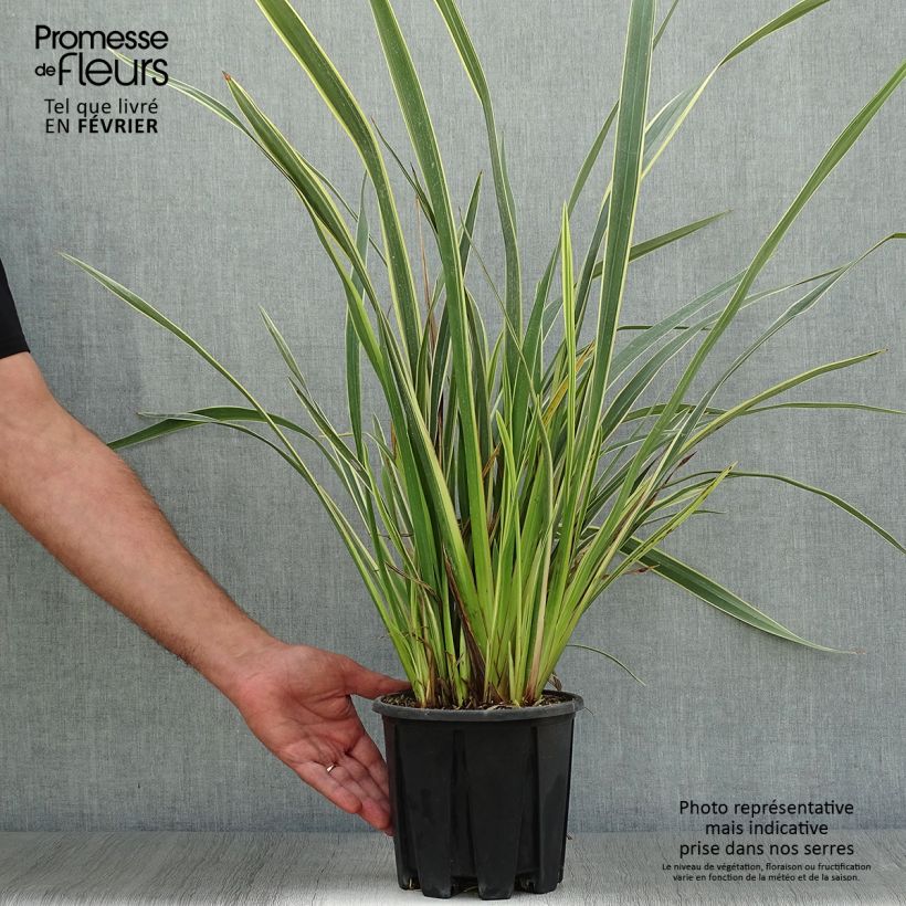 Phormium tenax Variegatum - New Zealand Flax 2L/3L pot sample as delivered in autumn