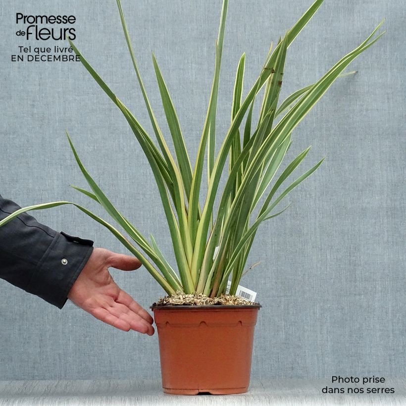 Phormium tenax Variegatum - New Zealand Flax 2L/3L pot sample as delivered in winter