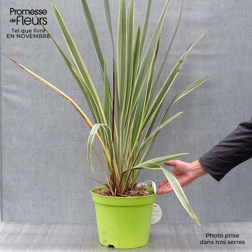 Phormium tenax Variegatum - New Zealand Flax 7.5L/10L pot sample as delivered in autumn