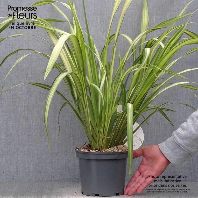 Phormium tenax Yellow Wave - New Zealand Flax 2L/3L pot sample as delivered in autumn