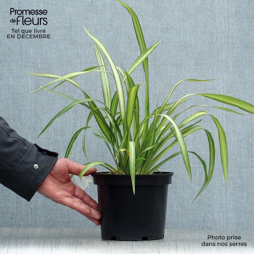 Phormium tenax Yellow Wave - New Zealand Flax 2L/3L pot sample as delivered in winter