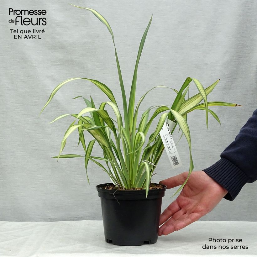 Phormium tenax Yellow Wave - New Zealand Flax 2L/3L pot sample as delivered in spring