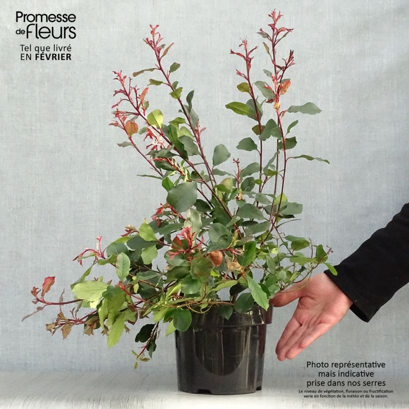 Photinia fraseri Little Red Robin - Christmas Berry 2L/3L pot sample as delivered in winter