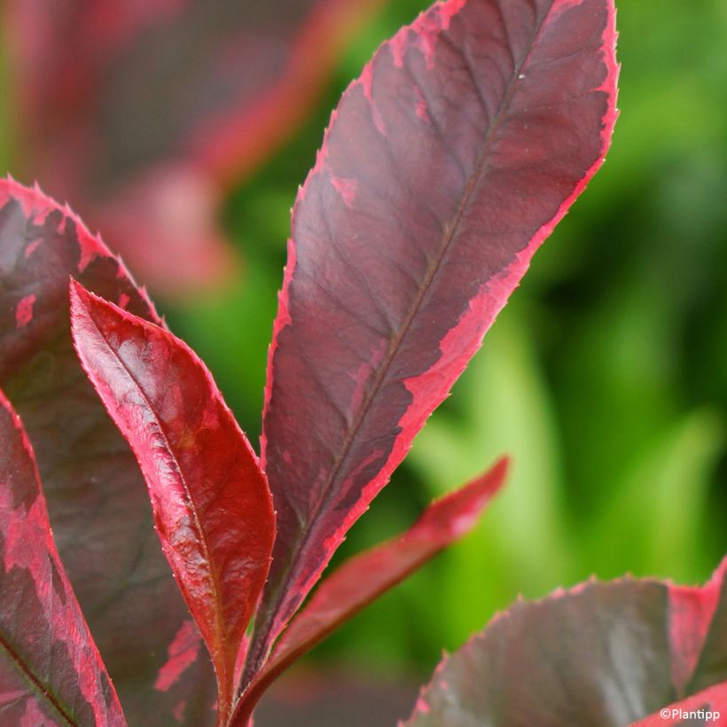 Photinia fraseri Louise McLarlou - Christmas Berry (Foliage)