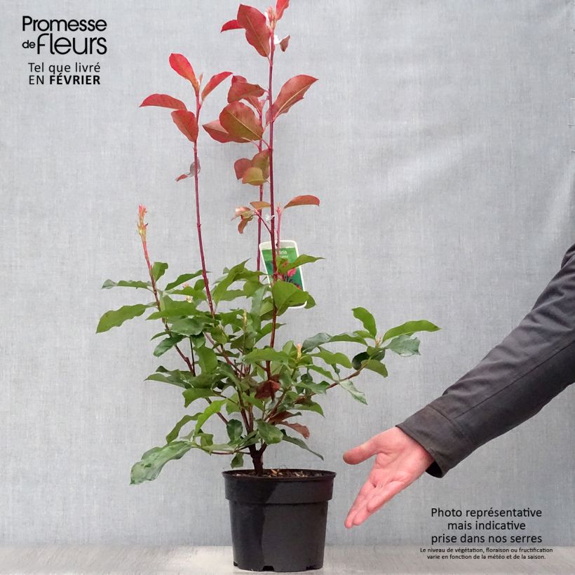 Example of Photinia fraseri Camilvy - Christmas Berry 2L/3L pot as you get in hiver