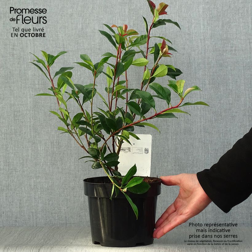 Photinia x fraseri 'Carré Rouge' 2L/3L pot sample as delivered in autumn