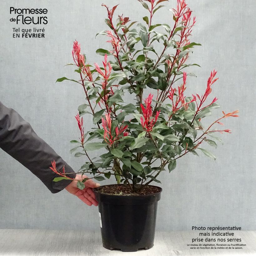 Photinia x fraseri 'Carré Rouge' 7.5L/10L pot sample as delivered in winter