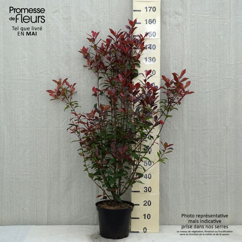 Photinia x fraseri 'Carré Rouge' 7.5L/10L pot sample as delivered in spring