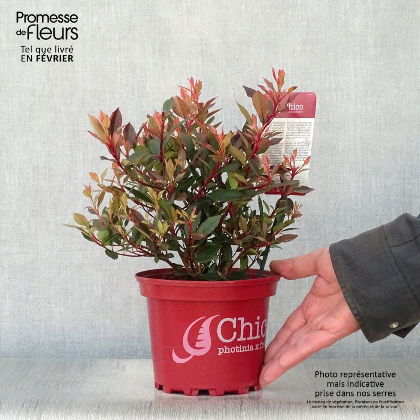 Photinia  fraseri Chico - Christmas Berry 2L/3L pot sample as delivered in winter