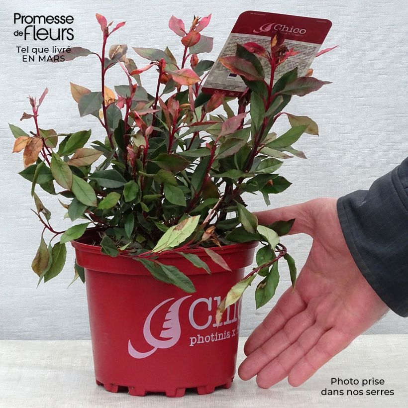 Photinia  fraseri Chico - Christmas Berry 2L/3L pot sample as delivered in spring
