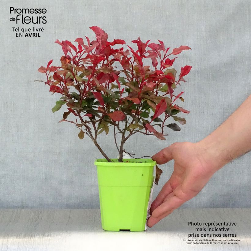Photinia fraseri Corallina - Christmas Berry 1.5L/2L pot sample as delivered in spring