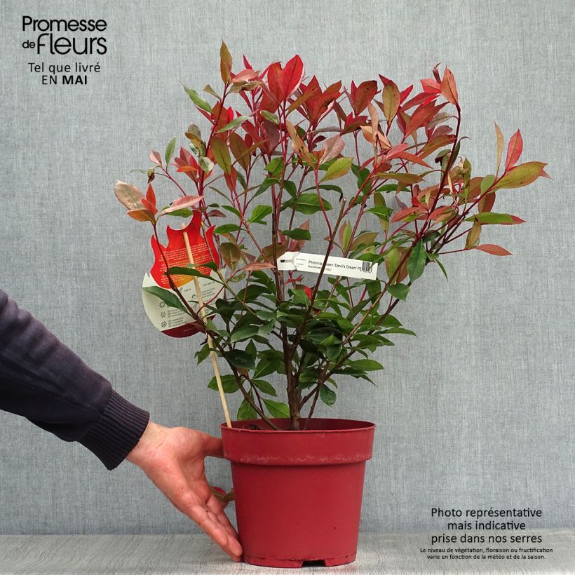 Photinia  fraseri Devils Dream - Christmas Berry 2L/3L pot sample as delivered in spring