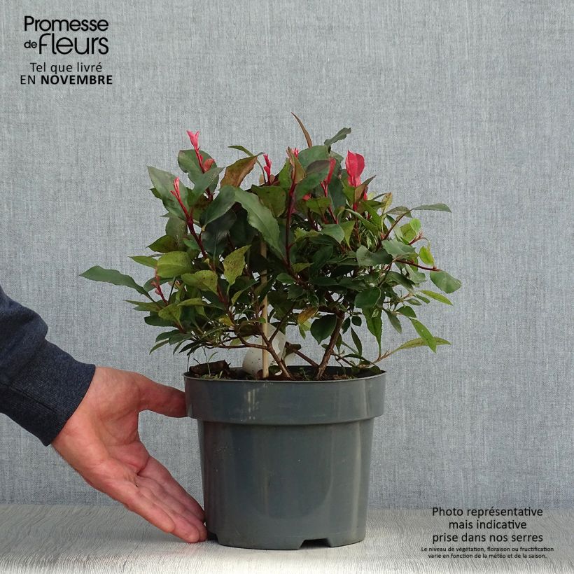Photinia  fraseri Little Fenna - Christmas Berry 2L/3L pot sample as delivered in autumn