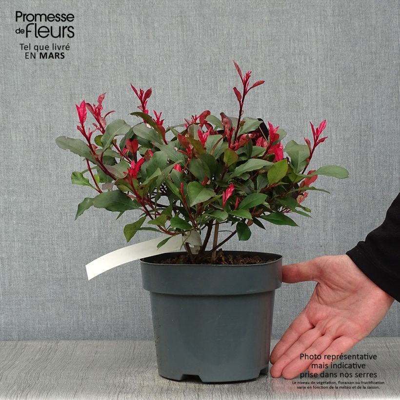 Photinia  fraseri Little Fenna - Christmas Berry 2L/3L pot sample as delivered in winter