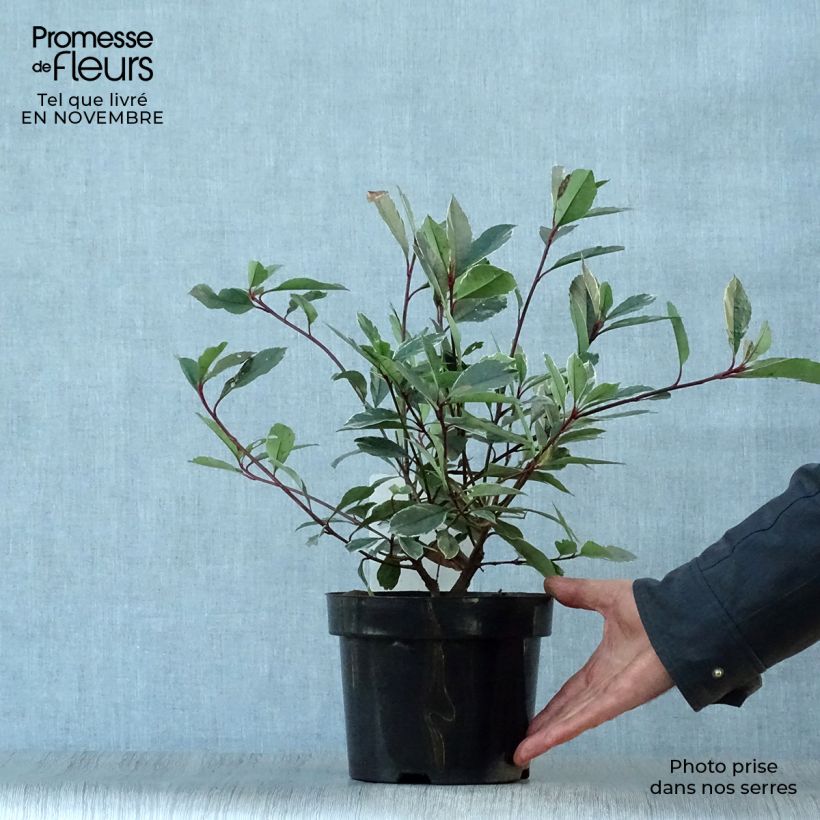 Photinia fraseri Louise McLarlou - Christmas Berry 2L/3L pot sample as delivered in autumn