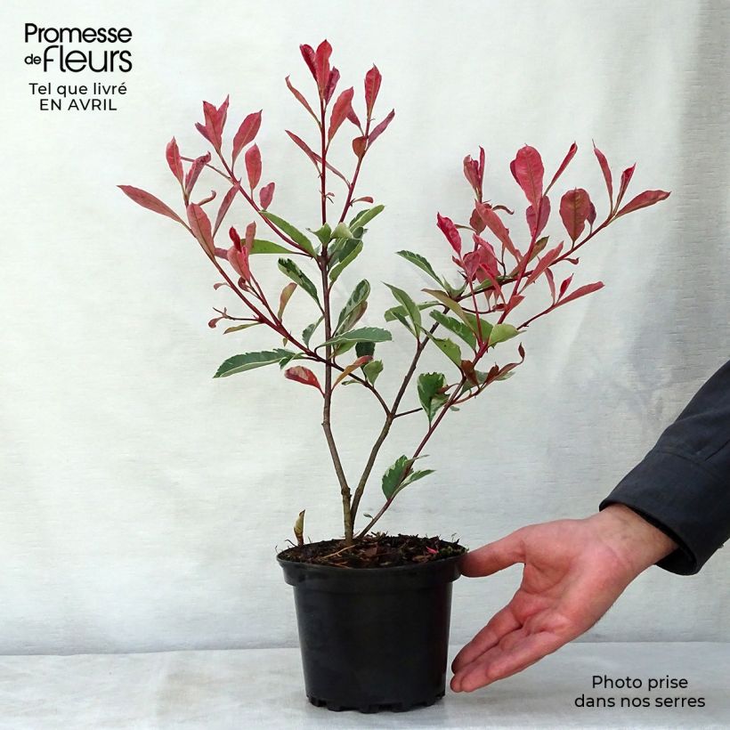 Photinia fraseri Pink Marble - Christmas Berry 2L/3L pot sample as delivered in spring