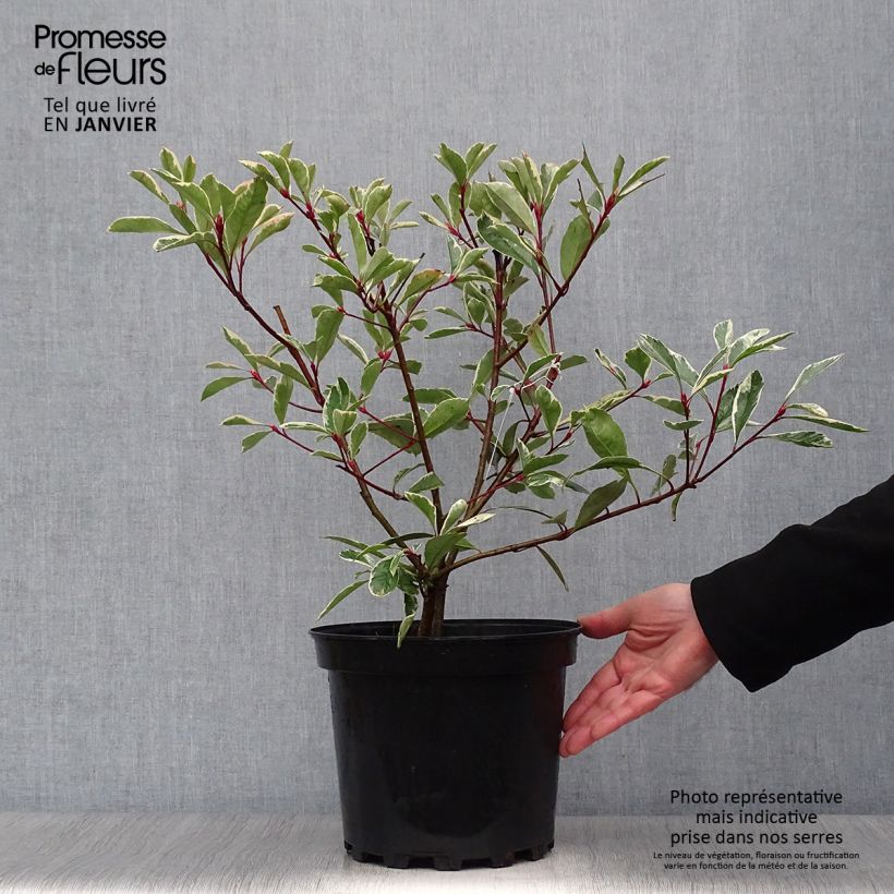 Photinia fraseri Pink Marble - Christmas Berry 7.5L/10L pot sample as delivered in winter