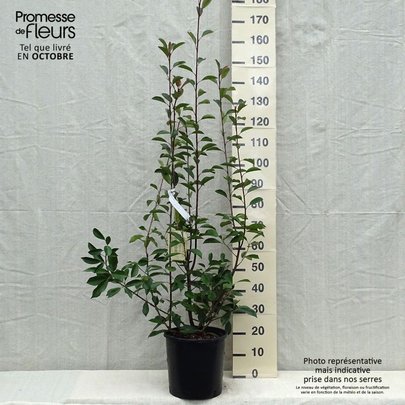 Photinia fraseri Red Robin - Christmas Berry 7.5L/10L pot sample as delivered in autumn