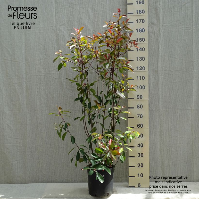 Photinia fraseri Red Robin - Christmas Berry 7.5L/10L pot sample as delivered in spring