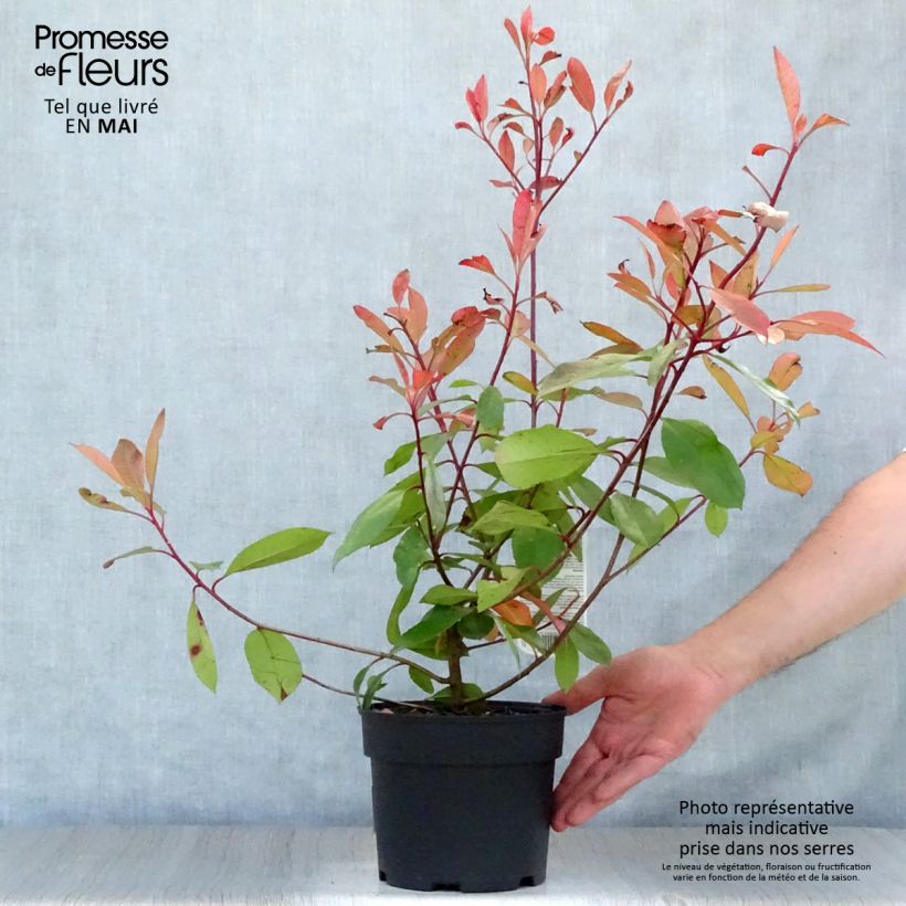 Photinia fraseri Red Robin - Christmas Berry 2L/3L pot sample as delivered in spring