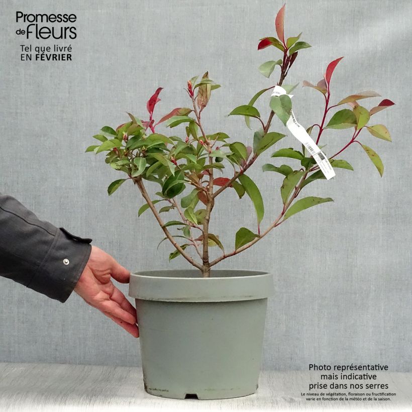 Photinia fraseri Red Robin - Christmas Berry 7.5L/10L pot sample as delivered in winter