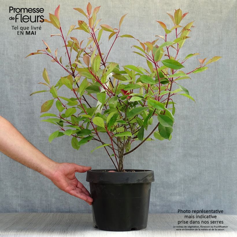 Photinia fraseri Red Robin - Christmas Berry 7.5L/10L pot sample as delivered in spring