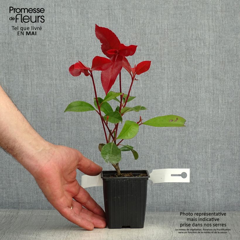 Photinia fraseri Red Robin - Christmas Berry 8/9 cm pot sample as delivered in spring