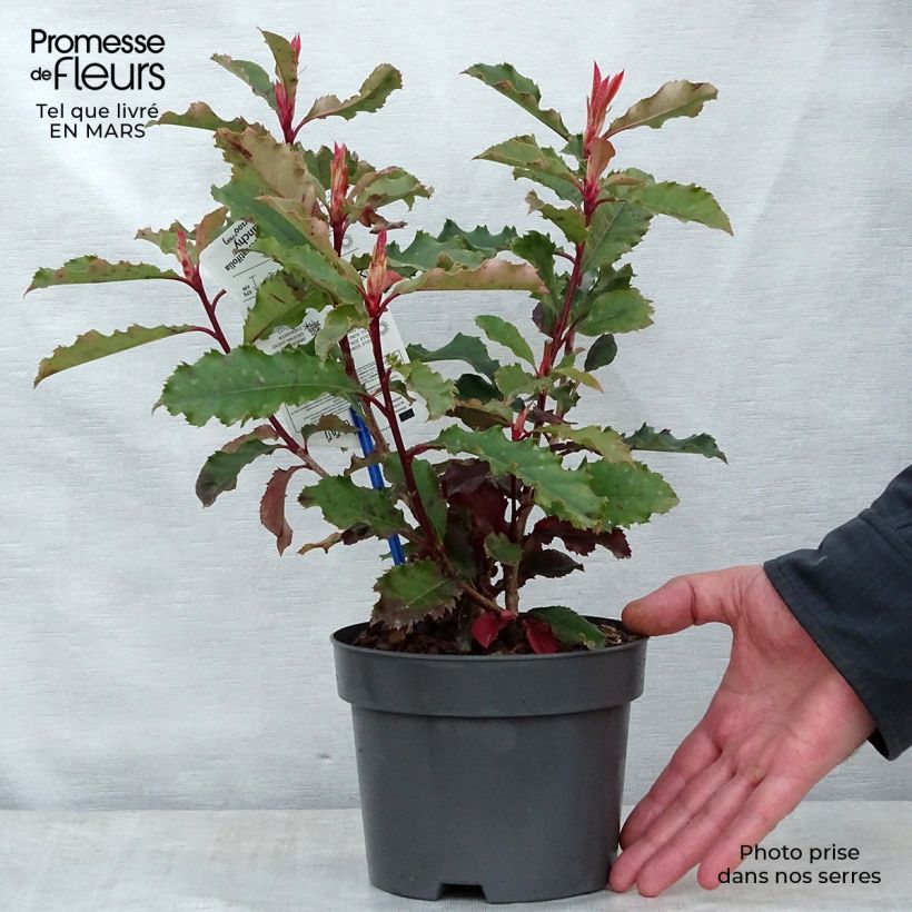 Photinia serratifolia Crunchy 2L/3L pot sample as delivered in spring
