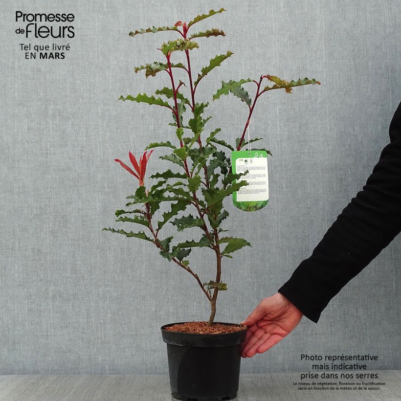 Photinia serratifolia Crunchy 2L/3L pot sample as delivered in winter