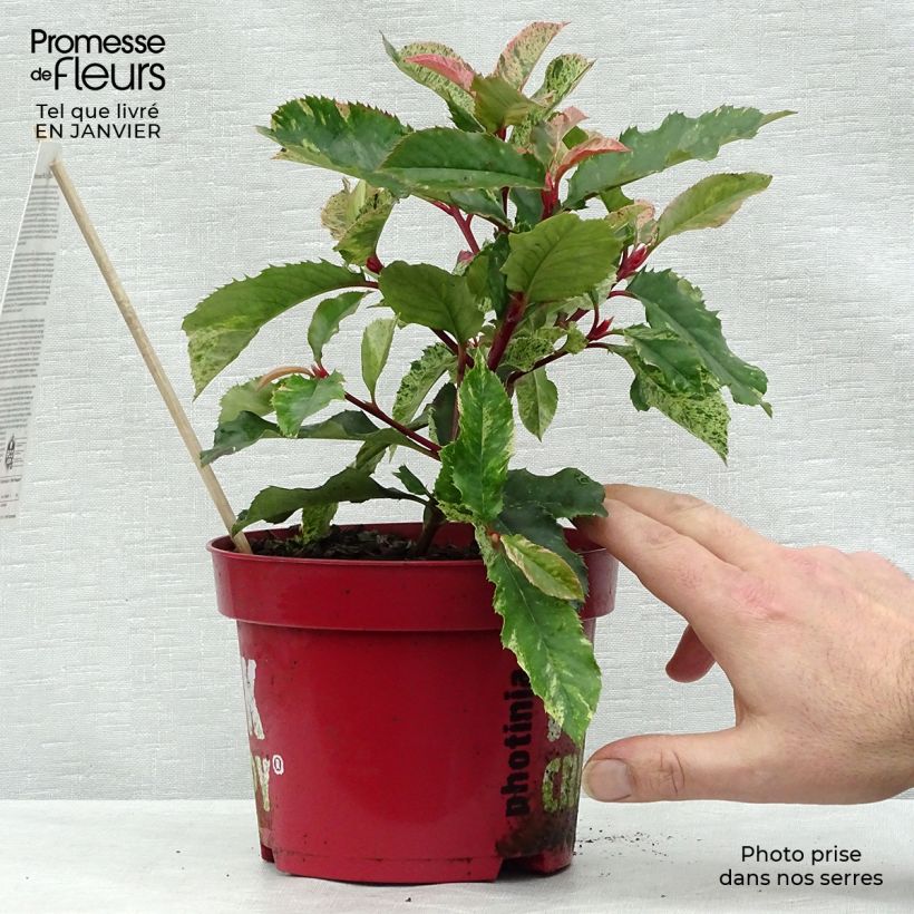 Photinia serratifolia Pink Crispy 2L/3L pot sample as delivered in winter