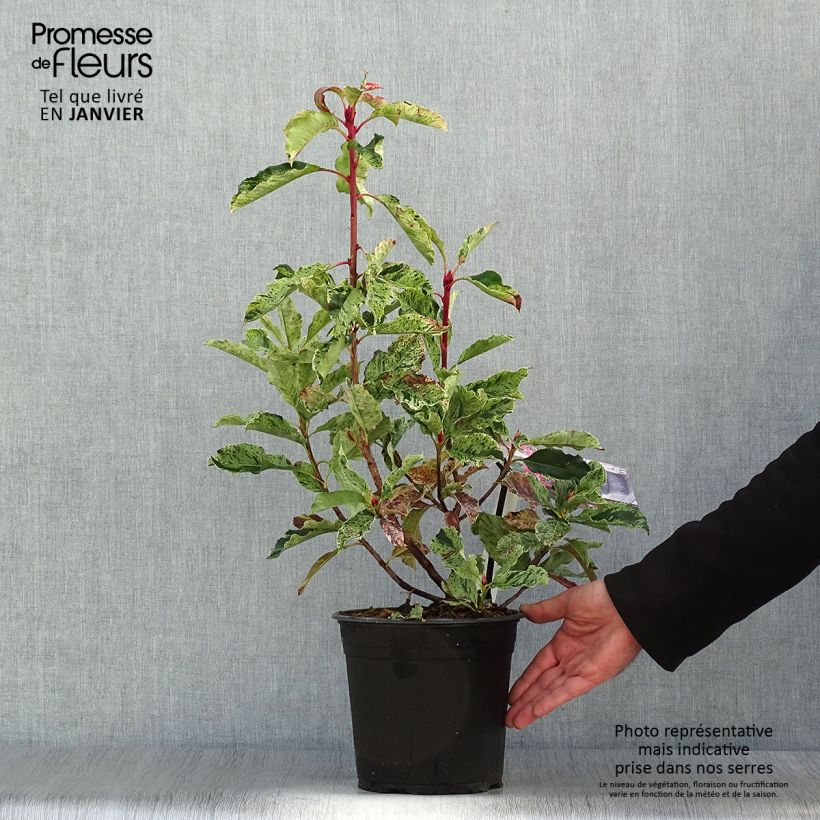 Photinia serratifolia Pink Crispy 4L/5L pot sample as delivered in winter