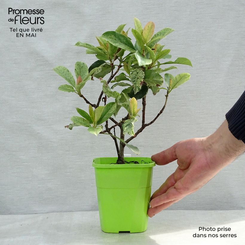 Photinia serratifolia Pink Crispy 1L/1.5L pot sample as delivered in spring