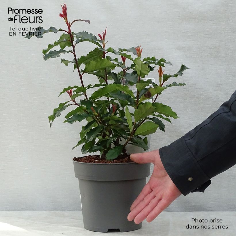 Photinia fraseri Magical Volcano - Christmas Berry 2L/3L pot sample as delivered in winter